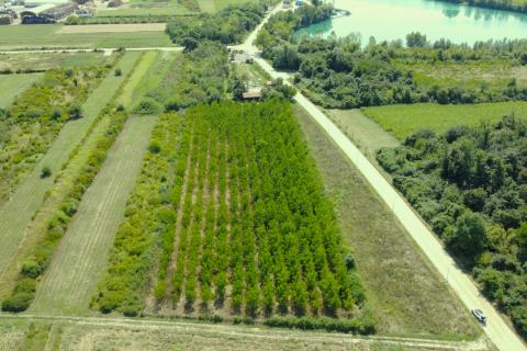 Velika Gorica, Vukovina, poljoprivredno zemljište s plantažnim nasadom crnog oraha