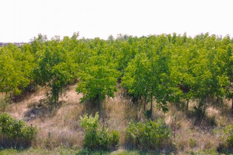 Velika Gorica, Vukovina, poljoprivredno zemljište s plantažnim nasadom crnog oraha