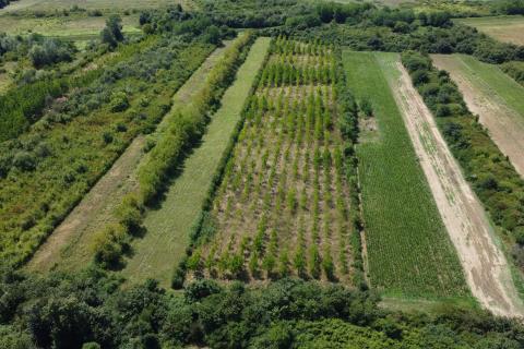 Velika Gorica, Vukovina, zemljište 13.944 m2, plantaža crnog oraha