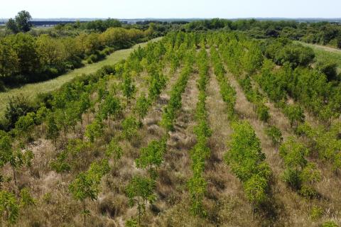 Velika Gorica, Vukovina, zemljište 13.944 m2, plantaža crnog oraha