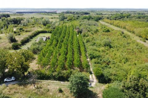 Velika Gorica, Vukovina, zemljište 8.103 m2, plantaža crnog oraha