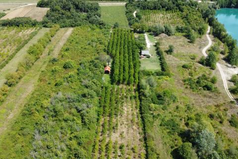 Velika Gorica, Vukovina, zemljište 8.103 m2, plantaža crnog oraha