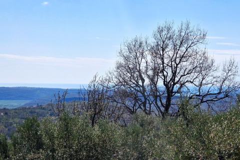 Istra,Krasica-Građevinsko zemljište s pogledom na more
