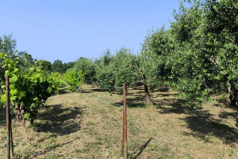 Istra, Marčana - kombinirano građevinsko zemljište 