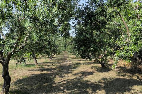 Istra, Marčana - kombinirano građevinsko zemljište 