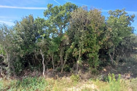 Building plot Barbariga, Vodnjan, 1.236m2