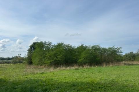 Poreč, okolica, lijepo i održavano poljoprivredno zemljište uz cestu