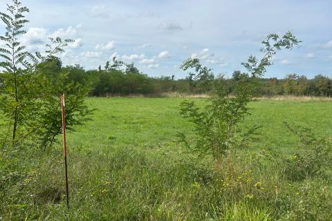 Poreč, okolica, lijepo i održavano poljoprivredno zemljište uz cestu