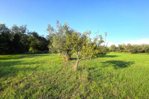 Istra,Lovrečica,okolica-Kuća s velikom okućnicom