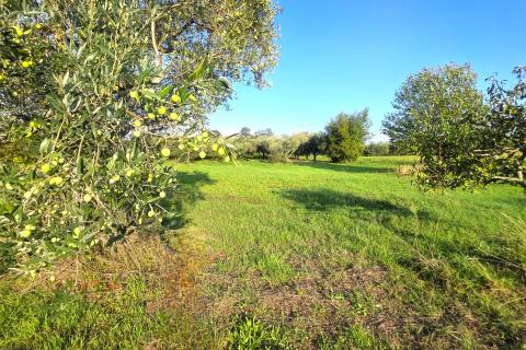 Istra,Lovrečica,okolica-Kuća s velikom okućnicom