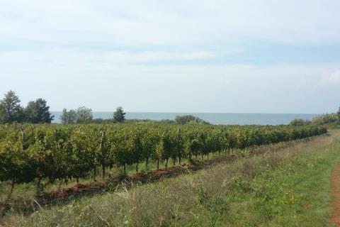 Istra, Umag, Lovrečica - poljoprivredno zemljište 150 m od mora i plaže