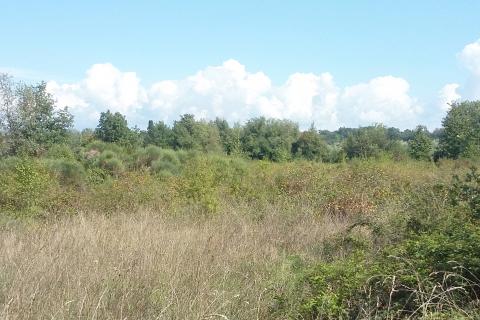 Istra, Umag, Lovrečica - poljoprivredno zemljište 150 m od mora i plaže