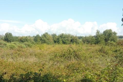 Istra, Umag, Lovrečica - poljoprivredno zemljište 150 m od mora i plaže