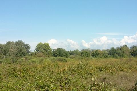 Istra, Umag, Lovrečica - poljoprivredno zemljište 150 m od mora i plaže