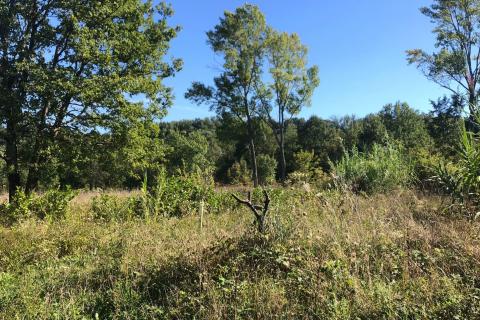 Terreno edificabile Vižinada, 895m2