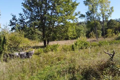 Terreno edificabile Vižinada, 895m2