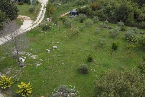 Poreč, okolica, lijepo uređeno i ograđeno poljoprivredno zemljište 