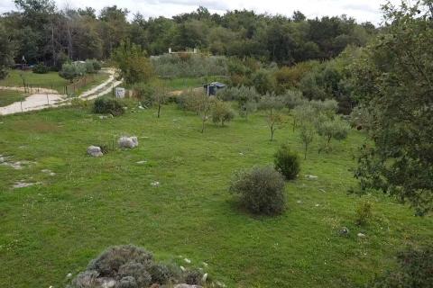 Poreč, okolica, lijepo uređeno i ograđeno poljoprivredno zemljište 