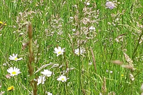 Bouwgrond Lopar, Rab, 691m2