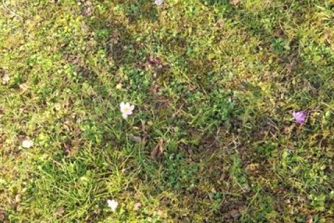 Bouwgrond Lopar, Rab, 691m2