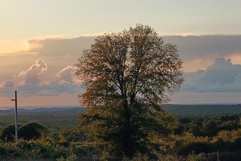 Stanovanje/Apartma Kanfanar, 57m2