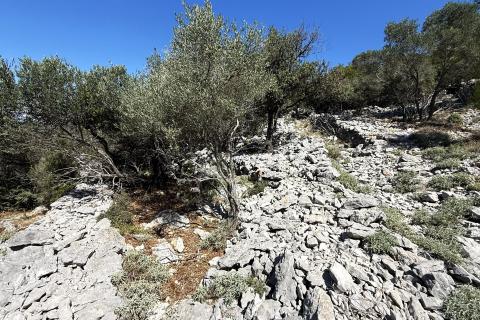 Veli Lošinj, Poljoprivredno zemljište sa maslinikom