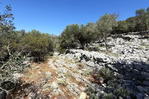 Veli Lošinj, Poljoprivredno zemljište sa maslinikom
