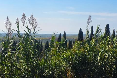 Istra,Buje-Građevinsko zemljište panoramskog pogleda