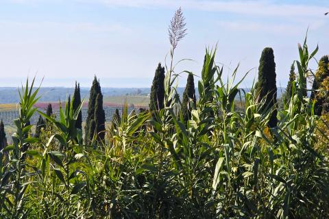 Istra,Buje-Građevinsko zemljište panoramskog pogleda
