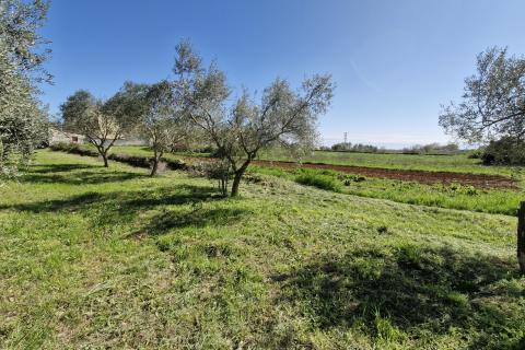 Istra, Peruški- građevinsko zemljište 493 m² s projektom kuće