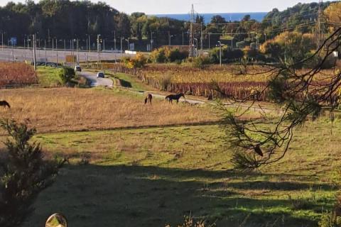 Poreč, lijepa poljoprivredna parcela sa pogledom na more