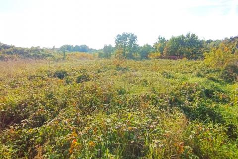 Istra,Novigrad,predgrađe-Građevinsko zemljište u mirnom okruženju