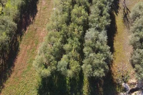 Istra, Poreč - okolica, građevinsko zemljište za izgradnju kuće