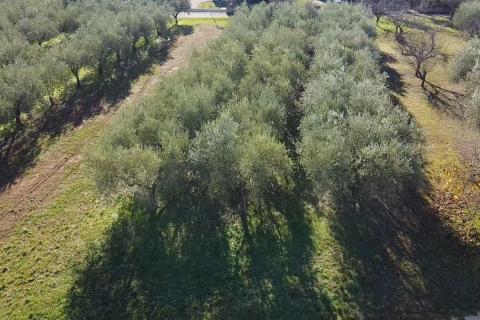 Istra, Poreč - okolica, građevinsko zemljište za izgradnju kuće