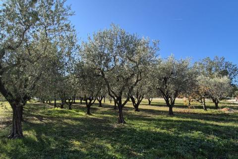 Istra, Poreč - okolica, građevinsko zemljište za izgradnju kuće