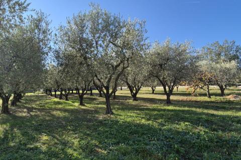 Istra, Poreč - okolica, građevinsko zemljište za izgradnju kuće