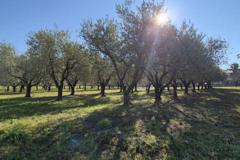 Istra, Poreč - okolica, građevinsko zemljište za izgradnju kuće