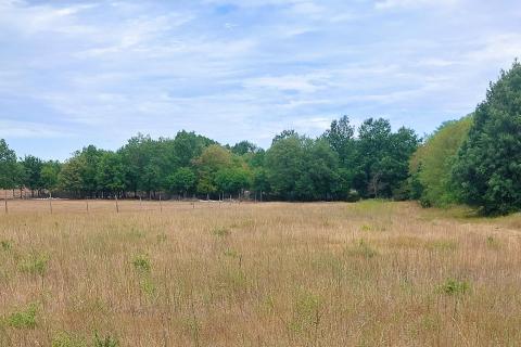 Poreč, okolica, lijepo poljoprivredno zemljište veličine 4815 m2 uz javni put
