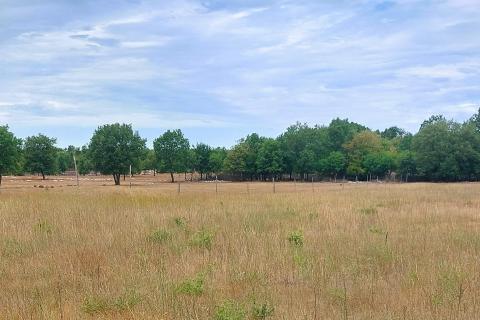 Poreč, okolica, lijepo poljoprivredno zemljište veličine 4815 m2 uz javni put