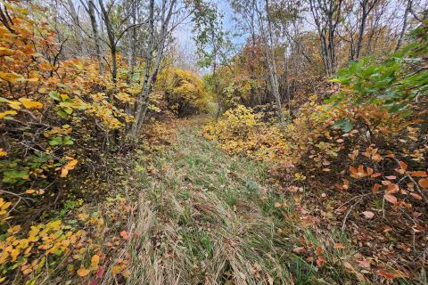 Istra, Buzet, Roč - 4848 m2 građevinsko i negrađevinsko zemljište