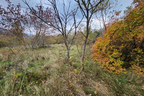 Isra, Buzet Čiritež - 9290m2, poljoprivredno zemljište