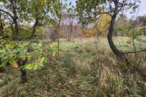 Isra, Buzet Čiritež - 9290m2, poljoprivredno zemljište