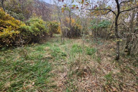 Isra, Buzet Čiritež - 9290m2, poljoprivredno zemljište