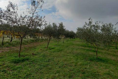 Niet bouwgrond Juršići, Svetvinčenat, 2.449m2