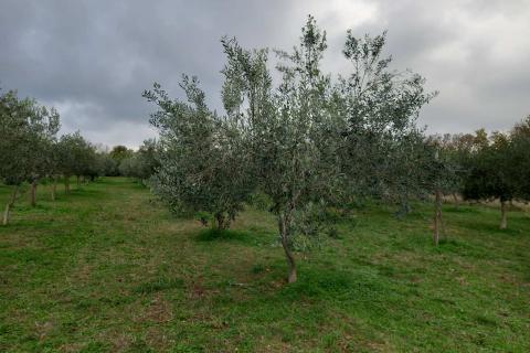 Niet bouwgrond Juršići, Svetvinčenat, 2.449m2