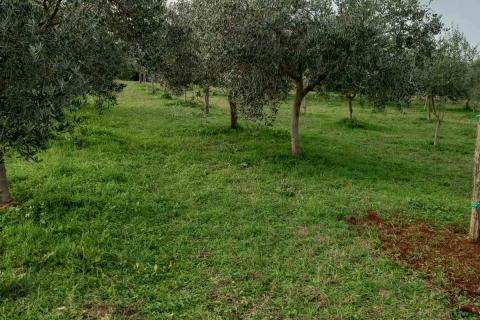 Niet bouwgrond Juršići, Svetvinčenat, 2.449m2