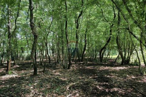 Istra, Kaštelir, okolica - poljoprivredno zemljište s pogledom na more