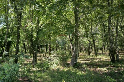 Istra, Kaštelir, okolica - poljoprivredno zemljište s pogledom na more