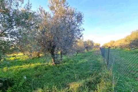 Istra,Umag-Maslinik s 25 rodnih maslina