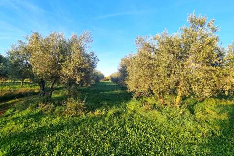 Istra,Umag-Maslinik s 25 rodnih maslina